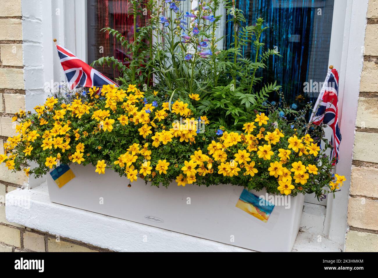 Una finestra con bandiere gialle e blu in solidarietà con l'Ucraina e una tenda rossa, bianca e blu e prese d'Unione per il Queens Platinum Jubilee. Foto Stock