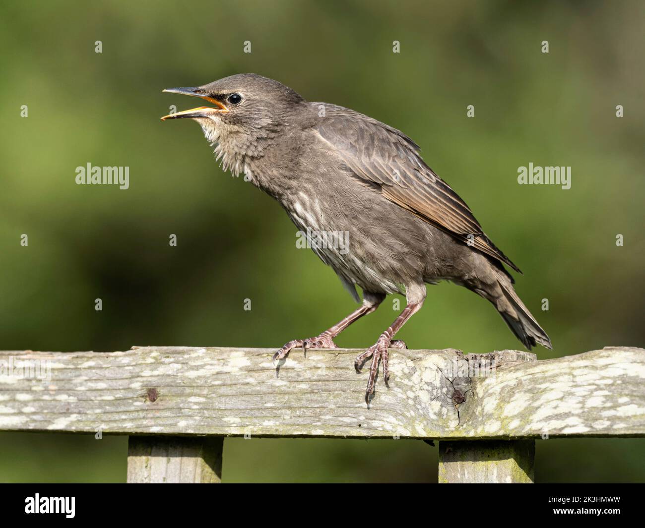 Starling, Sturnus vulgaris, pulcino in fuga che chiede di essere alimentato Norfolk, maggio Foto Stock