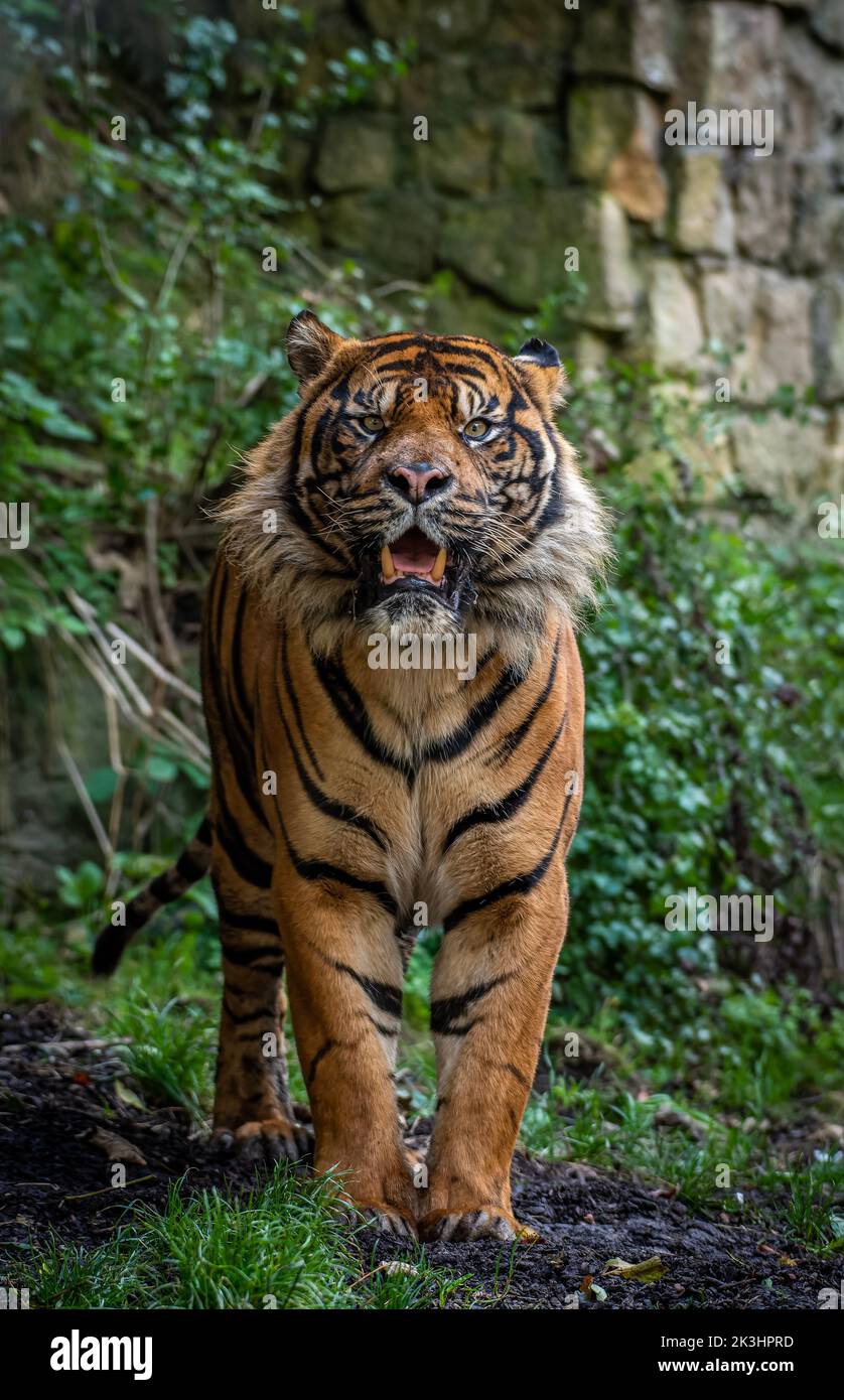 Questo è Joao. Dudley, Regno Unito: UN divertente scatto mostra come questa tigre inglese grinning ha lasciato il suo fotografo in punti. Un'immagine mostra la tigre da 570 libbre Foto Stock