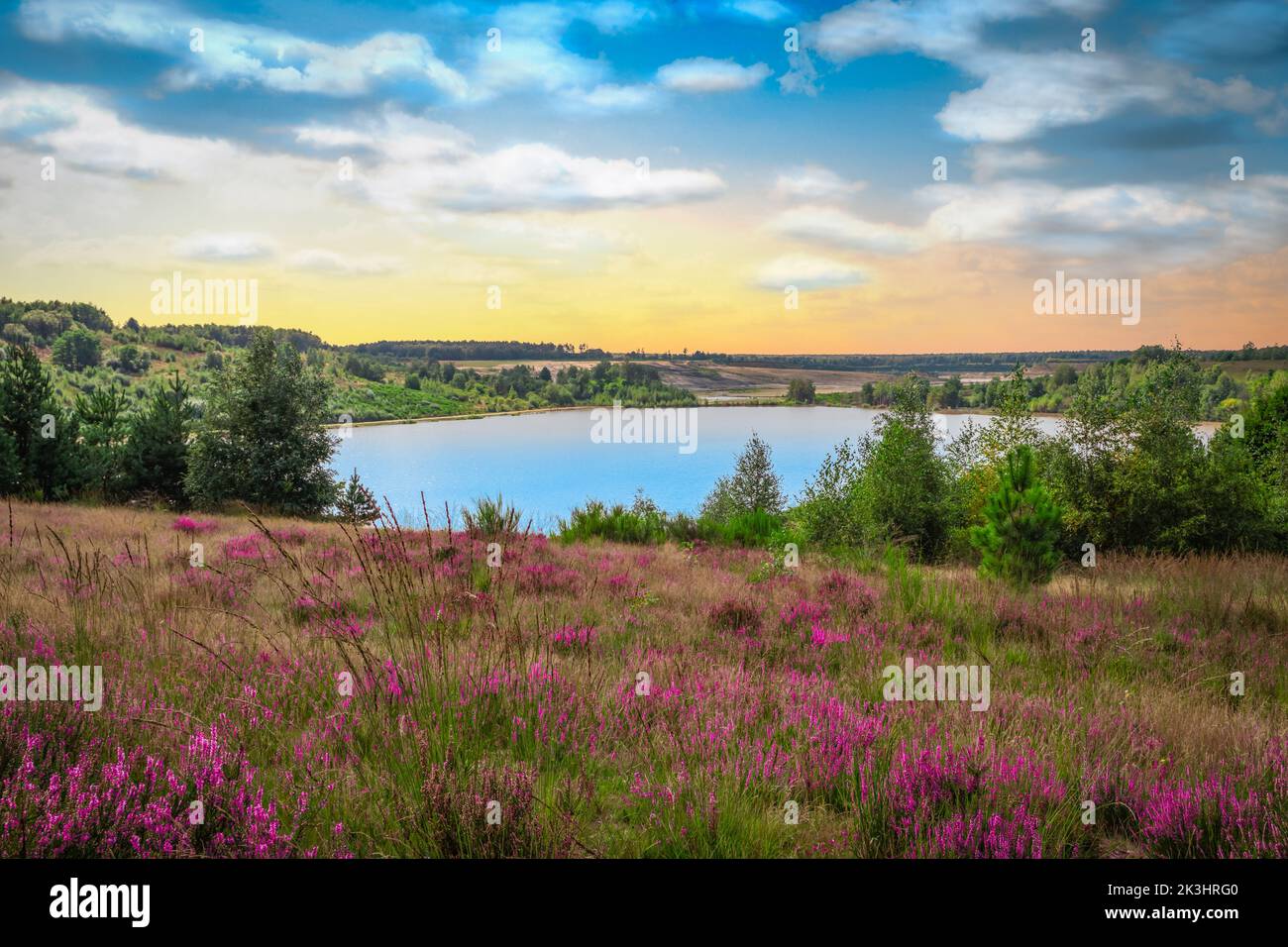 Paesaggio panoramico con piante di erica fiorite al mattino. Foto Stock