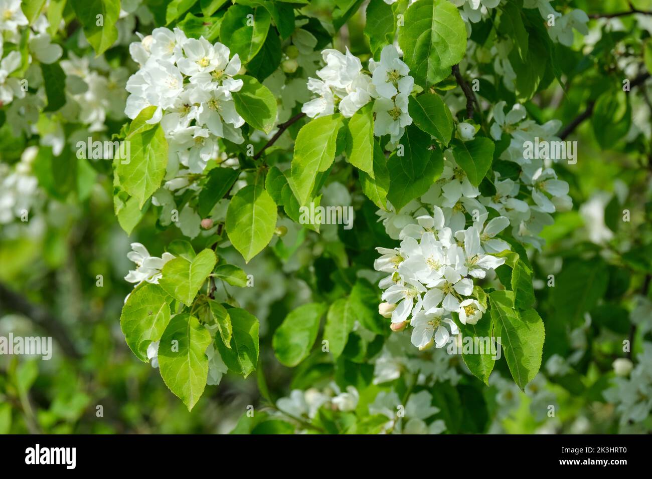 Malus baccata 'mandshurica', mela di granchio siberiana manchuriana, Malus mandschurica. Abbondanti fiori bianchi in primavera Foto Stock