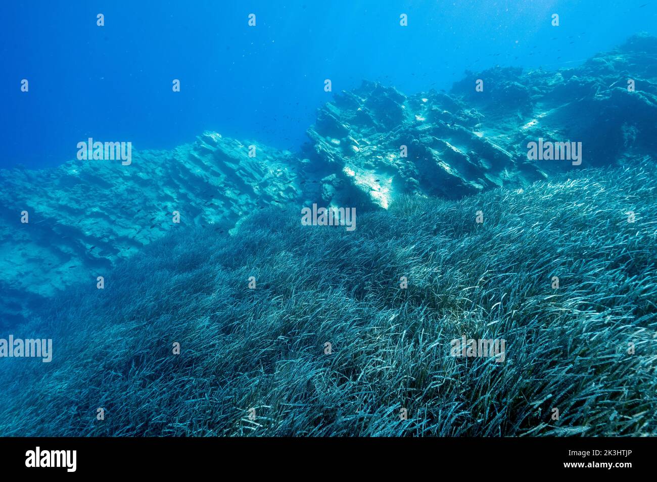 Letti Neptuneseagrass, Posidonia oceanica, Gokova Bay Marina protetta Area Turchia Foto Stock