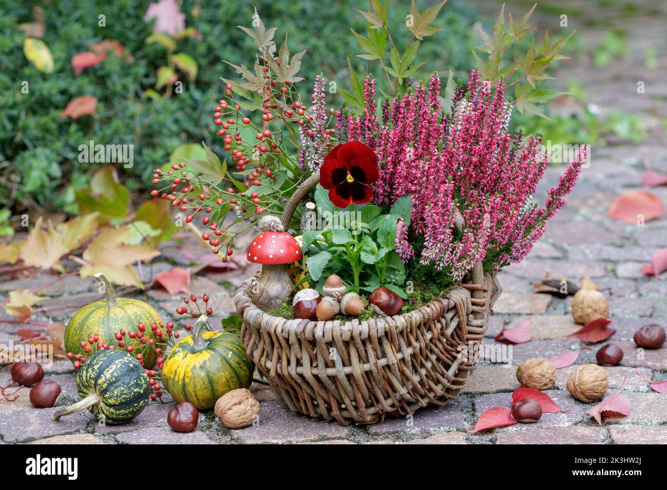 fiore di viola rossa e fiore di erica in cesto in giardino autunnale Foto Stock