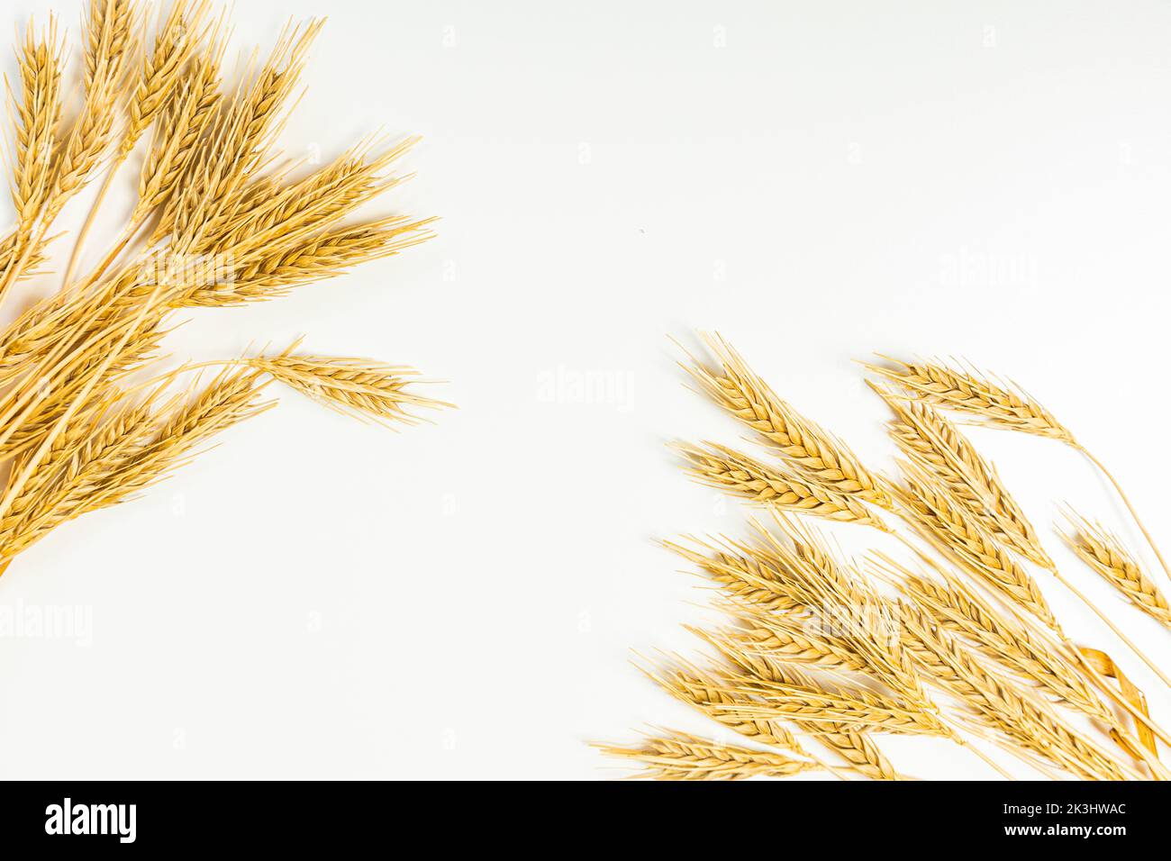 Semi di grano maturo su sfondo bianco. Un raccolto intero di germe di grano. Spikelet di grano per farina da pane di grano. Vista dall'alto Foto Stock