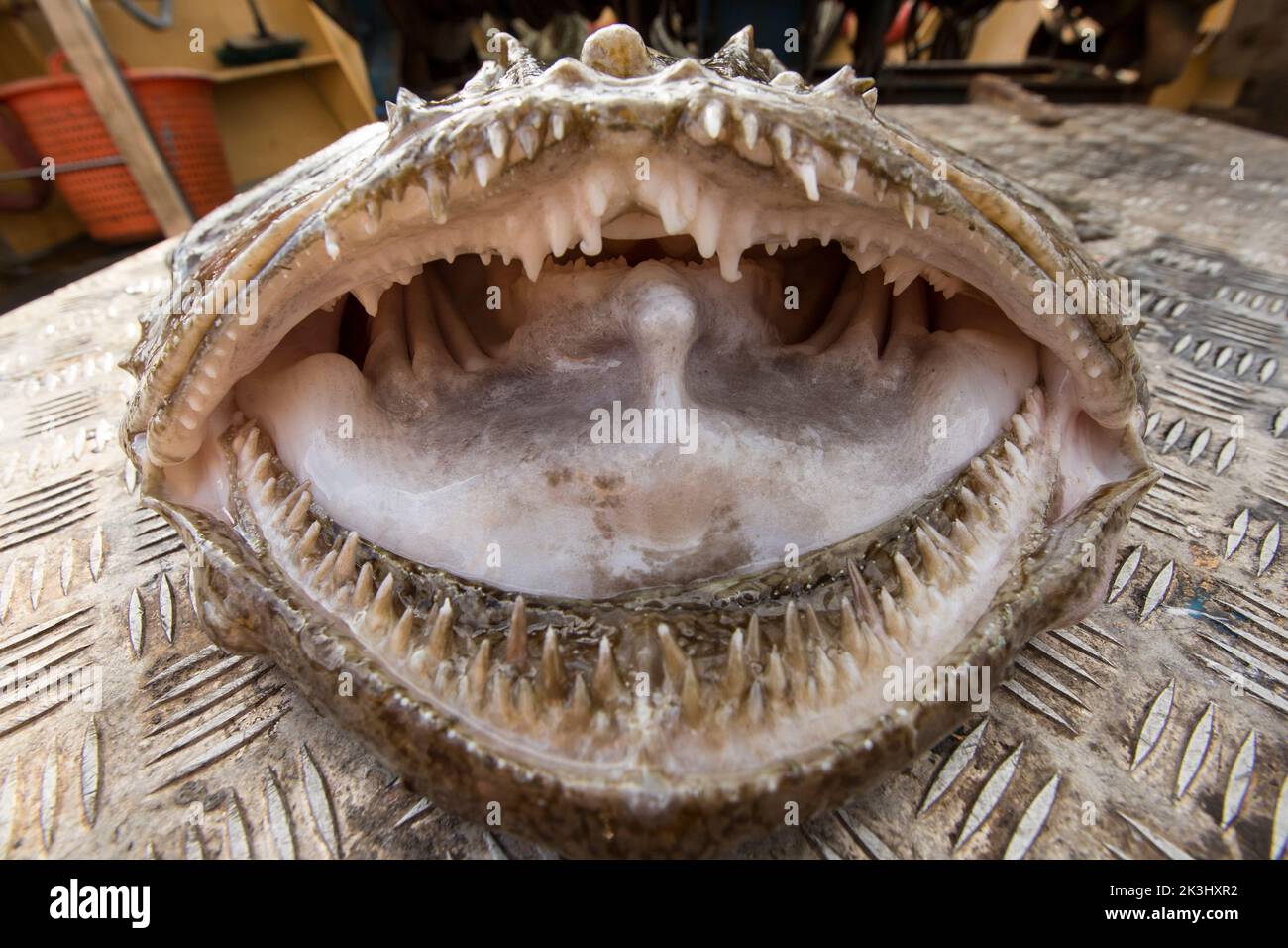 La testa e le mascelle di un pescatore, Lophius piscatorius, sul ponte di una barca da pesca. Il pesce pescatore è talvolta indicato come monaco, o monkfi Foto Stock