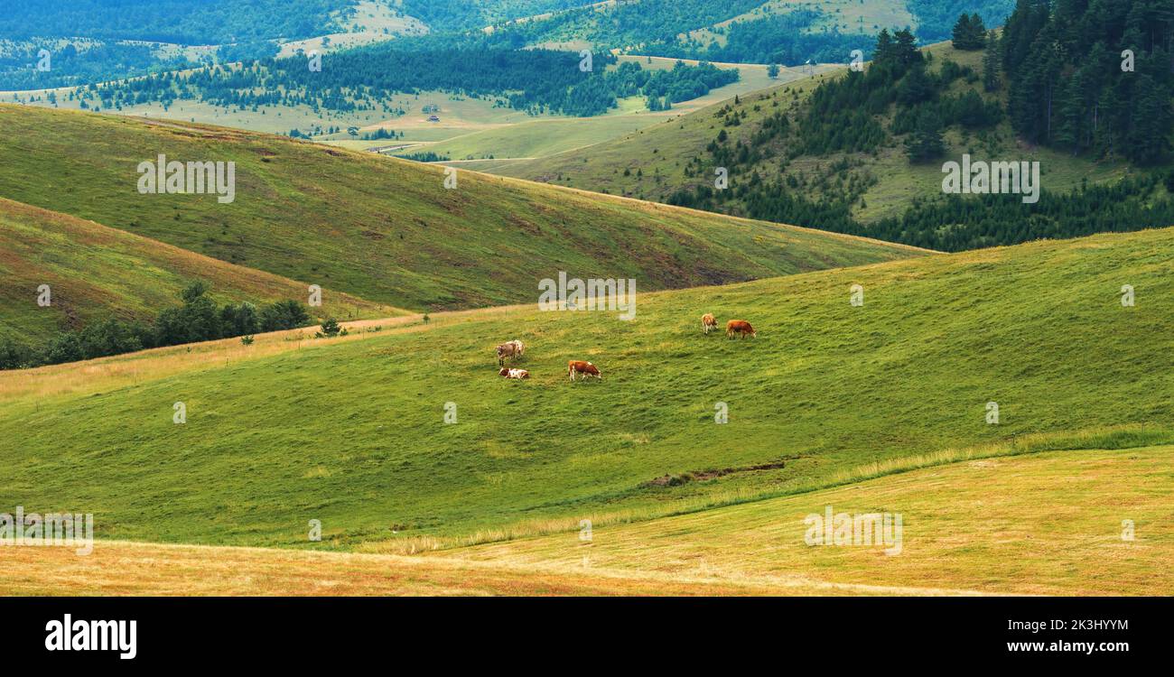 Mucche a gamma libera che pascolano su terra verde di pascolo, bestiame bovino di fattoria casearia sulle colline di Zlatibor fuoco selettivo. Foto Stock