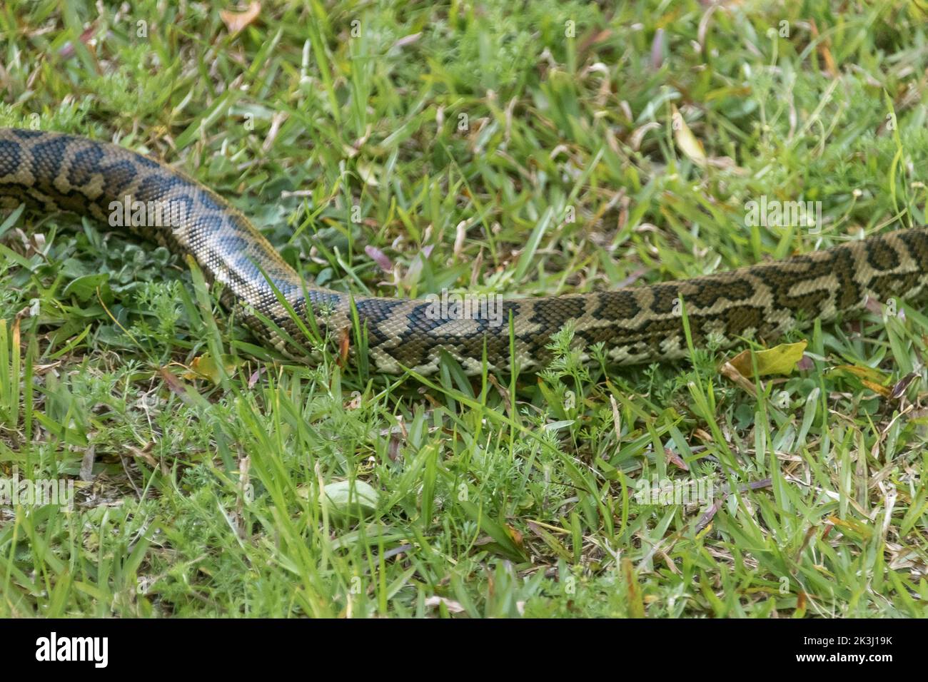 Serpente nell'erba. Parte di un python tappeto, Morelia spilota, scivolando su un prato da giardino. Giardino privato, Queensland sud-orientale, Australia. Foto Stock