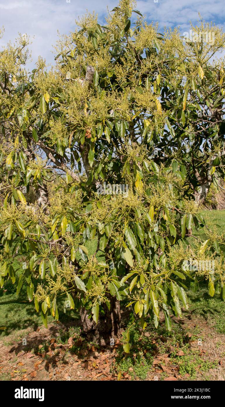 Parte dell'albero di avocado di Hass (persea americana) in piena fioritura in primavera. Orchard su Tamborine Mountain, Queensland, Australia. Masse di germogli gialli. Foto Stock