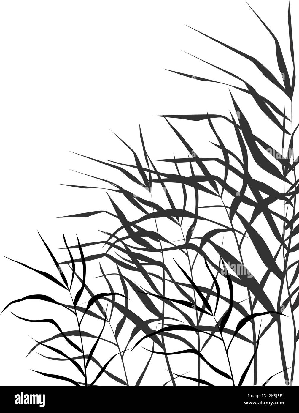 Disegno vettoriale isolato. Immagine di una reed monocromatica o di un bulrush su sfondo bianco. Illustrazione Vettoriale