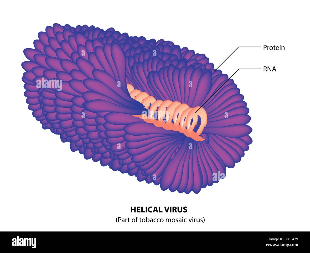 Virus vegetale | virus elicoidale | virus RNA Illustrazione Vettoriale
