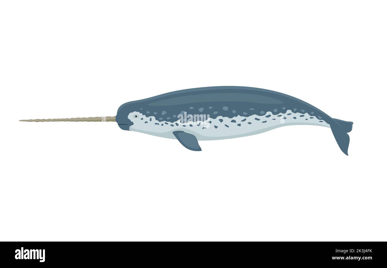 Narrare con un corno. Illustrazione vettoriale di un narwhal colorato con un grande corno isolato su bianco. Design piatto, vista laterale. Illustrazione Vettoriale