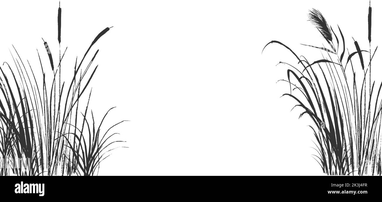 Disegno vettoriale isolato. Immagine di una reed monocromatica o di un bulrush su sfondo bianco. Illustrazione Vettoriale