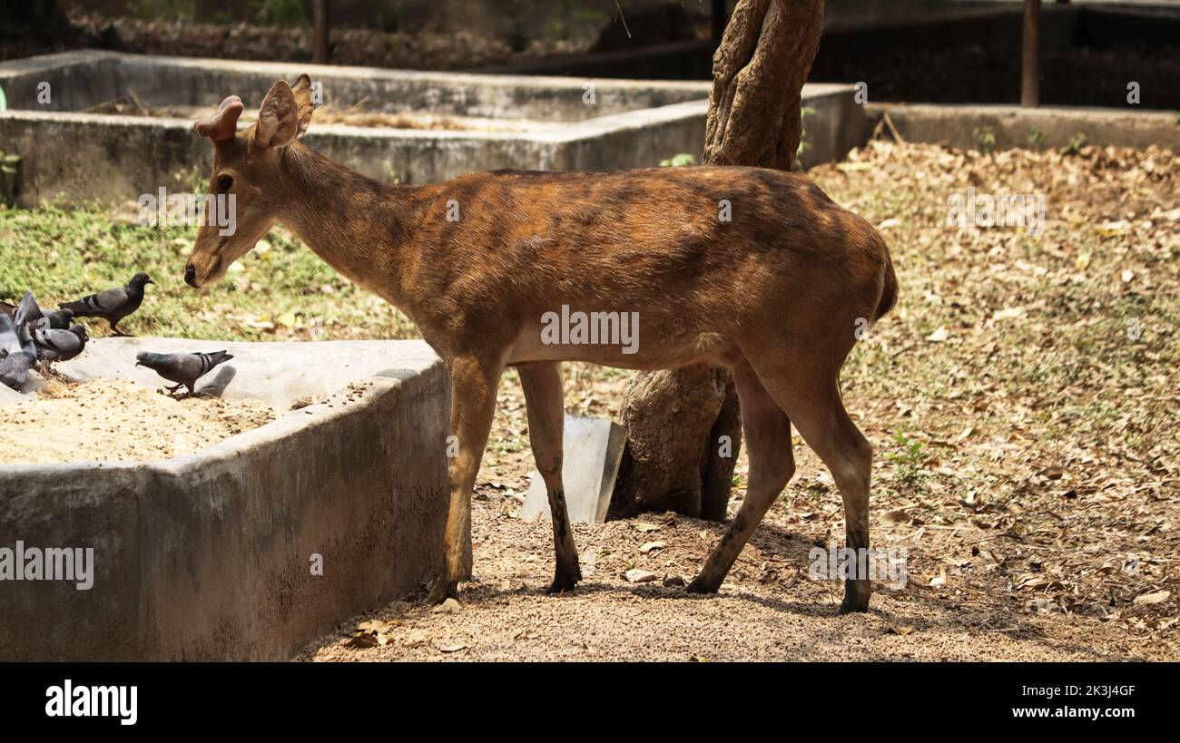 Un giovane cervo che cammina nella natura Foto Stock