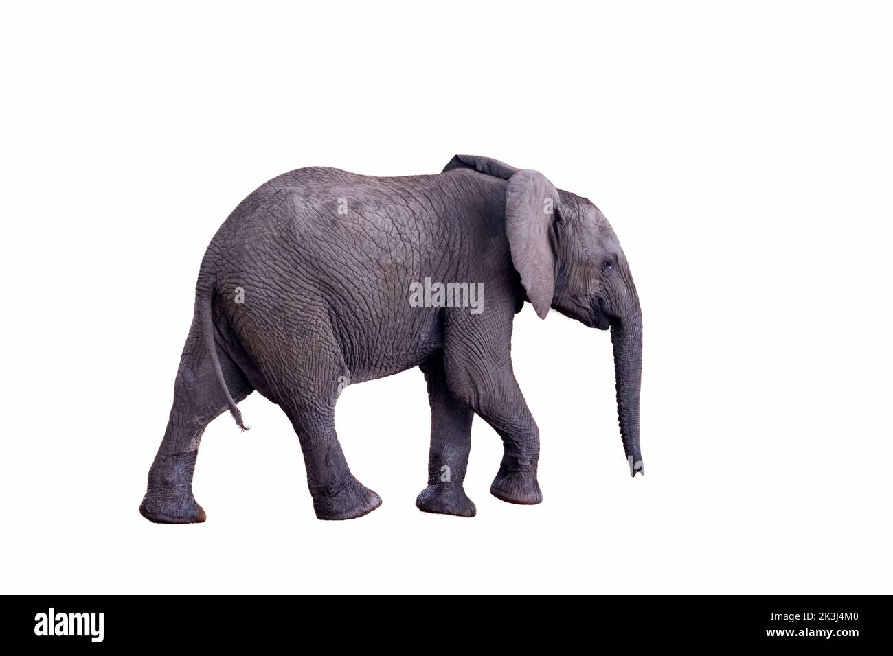 Bambino elefante africano, loxodonta africana. Ritagliata e isolata su sfondo bianco. Vista laterale di un elefante a piedi. Adatto per compositi. Foto Stock