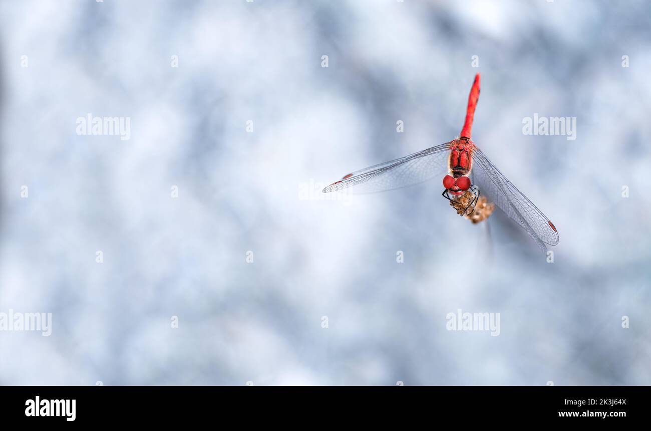 Una grande libellula rossa con un bokeh sfocato, sfondo azzurro, minimalismo, spazio copia, spazio negativo, orizzontale Foto Stock