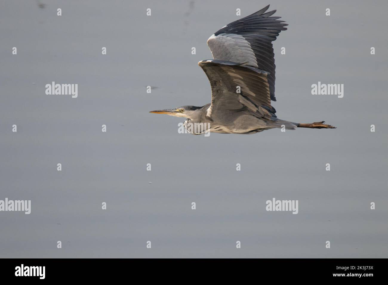 Gray Heron in volo Foto Stock