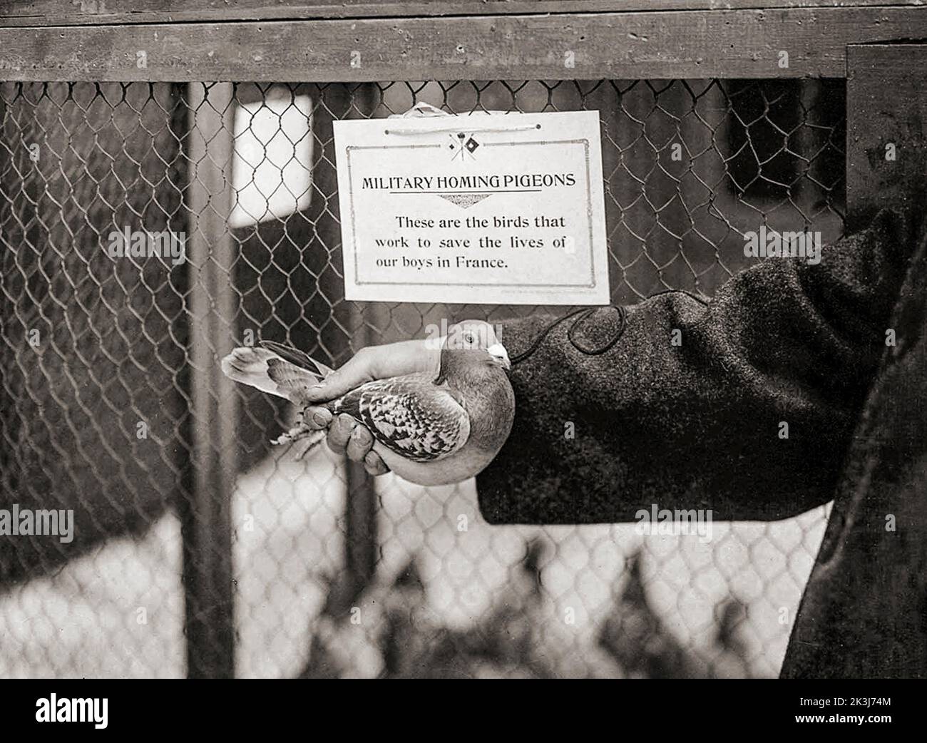 Una gabbia e una nota che si riferiscono alla prima guerra mondiale militare homing pigeons.They ha agito come messaggeri efficienti e portatori di spedizione non solo dalla divisione in divisione e dalle trincee alla parte posteriore, ma anche sono utilizzati dai nostri aviatori per riferire i risultati della loro osservazione. Foto Stock