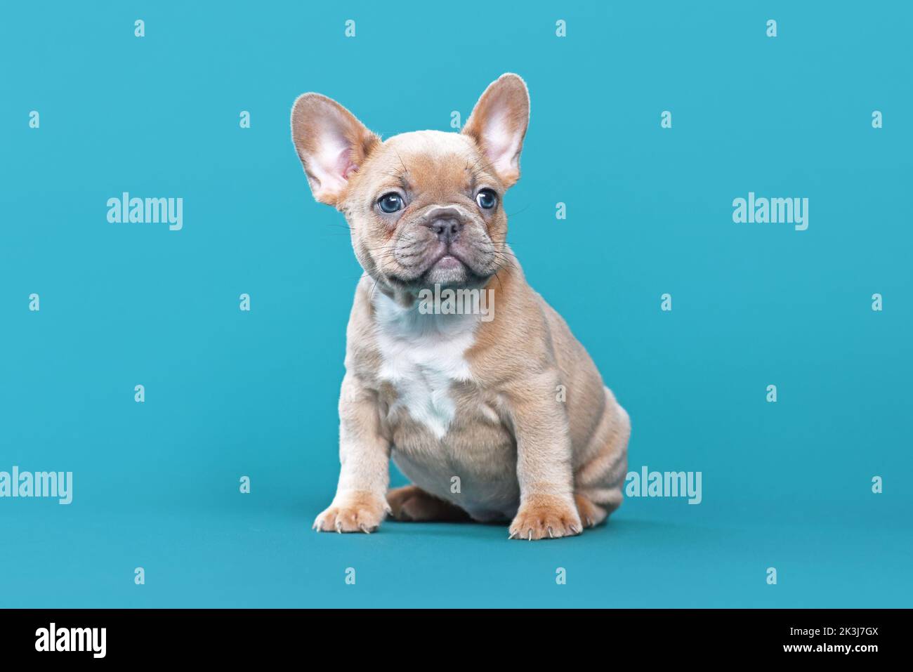 Carino lilla rosso fawn francese Bulldog cucciolo seduto su sfondo blu Foto Stock