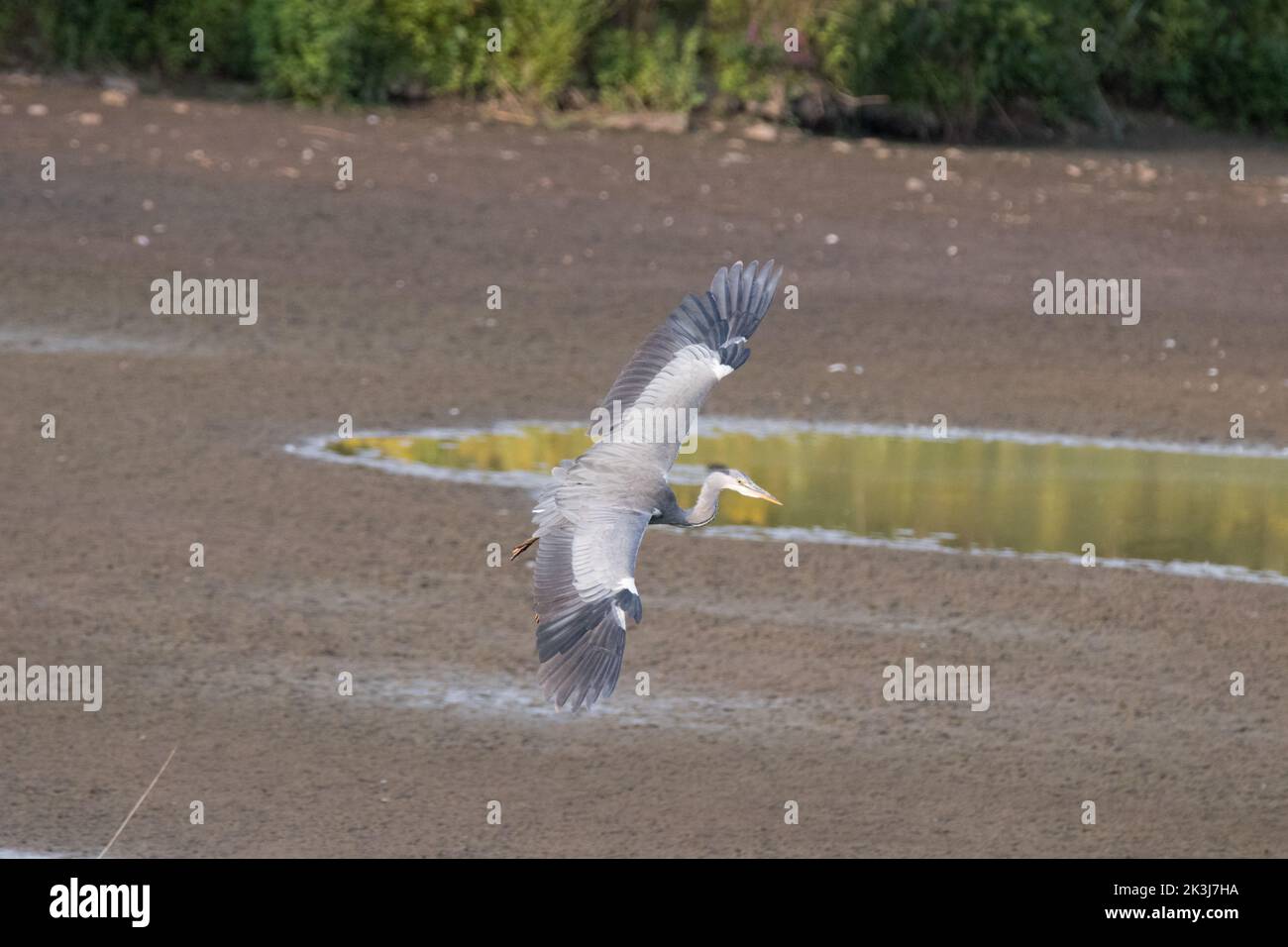 Gray Heron in volo Foto Stock