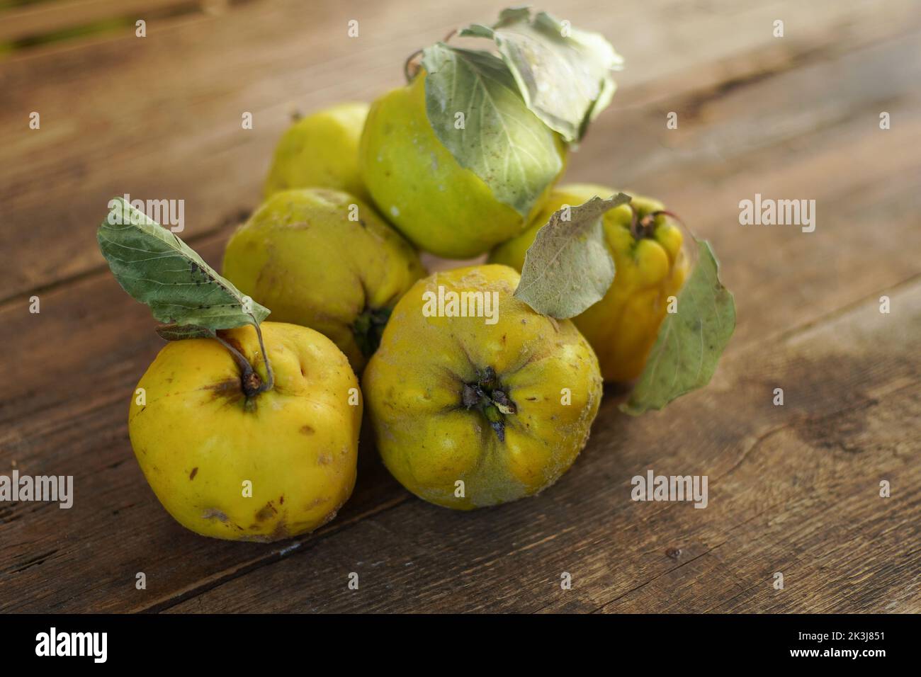Frutta di mela cotogna. Vita morta su sfondo di legno. Frutti di mela cotogna maturi. Cibo vitaminico. Foto Stock