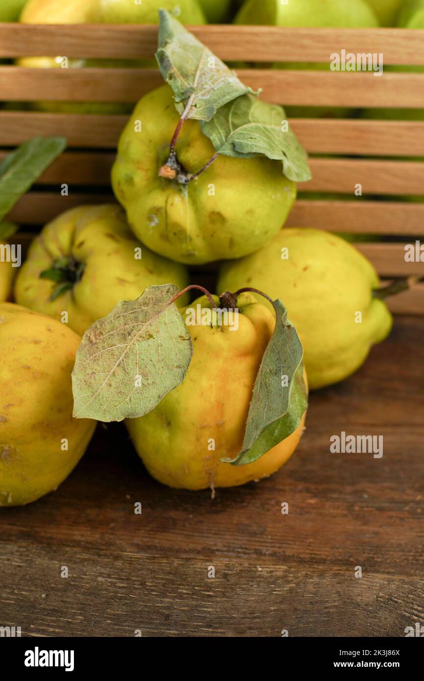 Frutta di mela cotogna. Vita morta su sfondo di legno. Frutti di mela cotogna maturi. Cibo vitaminico. Foto Stock