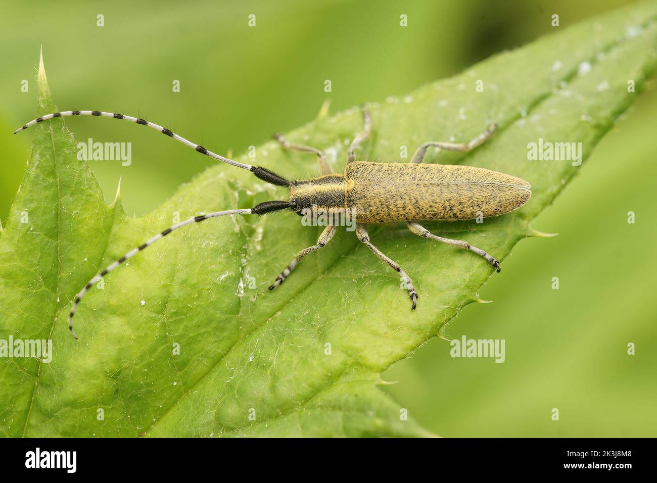 Primo piano sul coleottero grigio della longhorn, Agapanthia villosoviridens seduta su una foglia verde di cardo Foto Stock