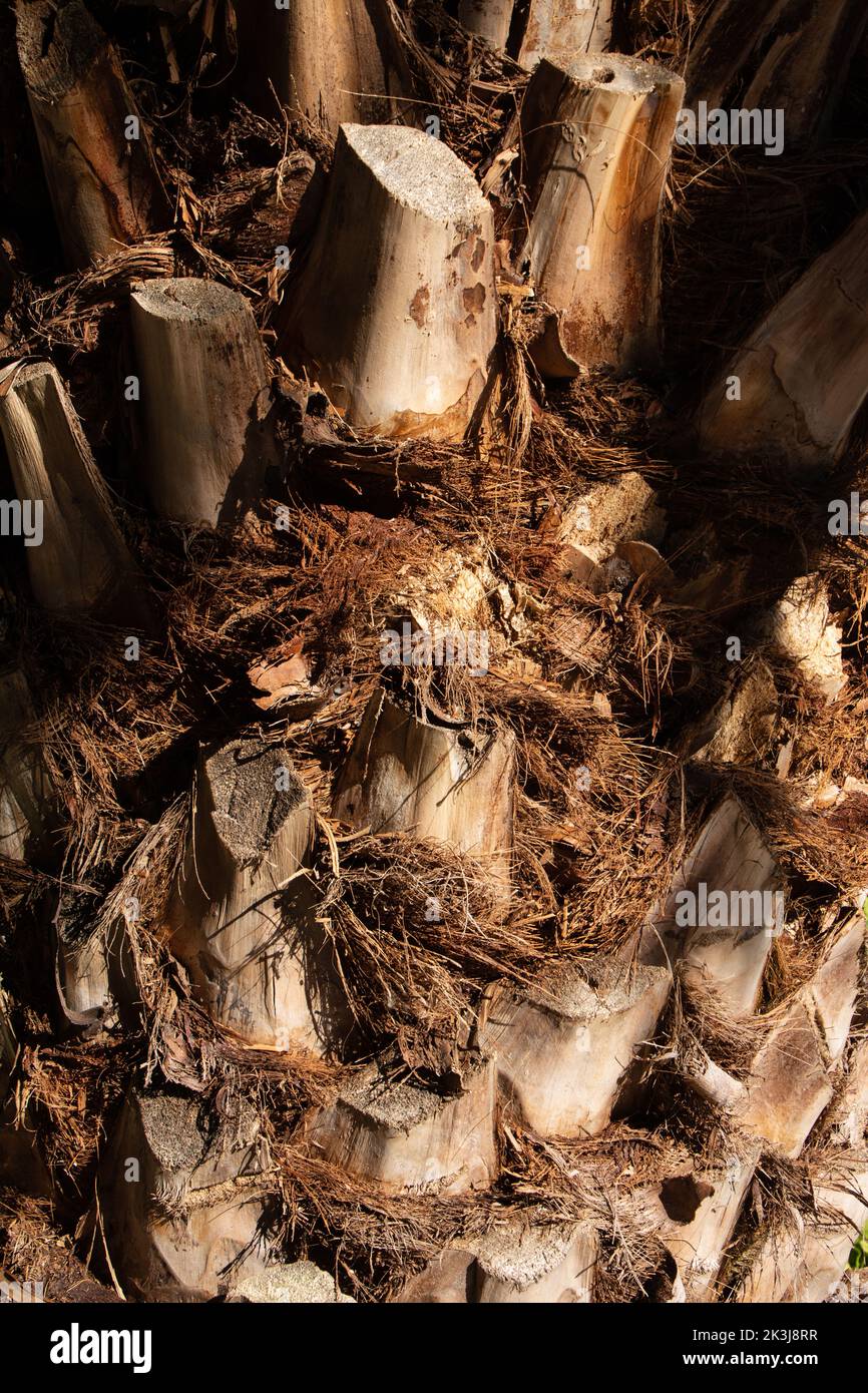 Tronco di una palma con fronde tagliate sul tronco Foto Stock