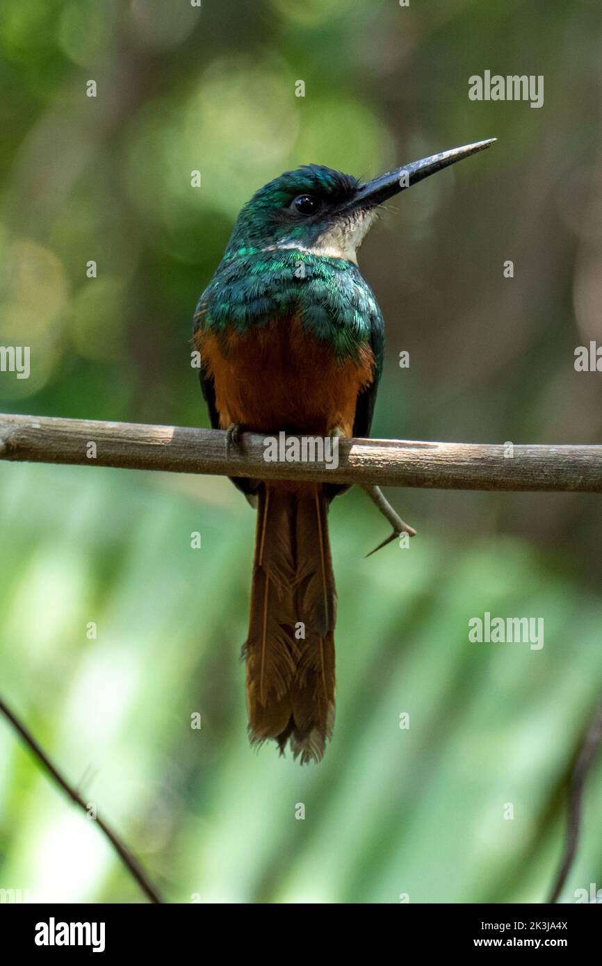 Il jacamar dalla coda rufosa (Galbula ruficauda) È un uccello vicino-passerino che si alleva nel nuovo tropicale Mondo in Brasile Foto Stock