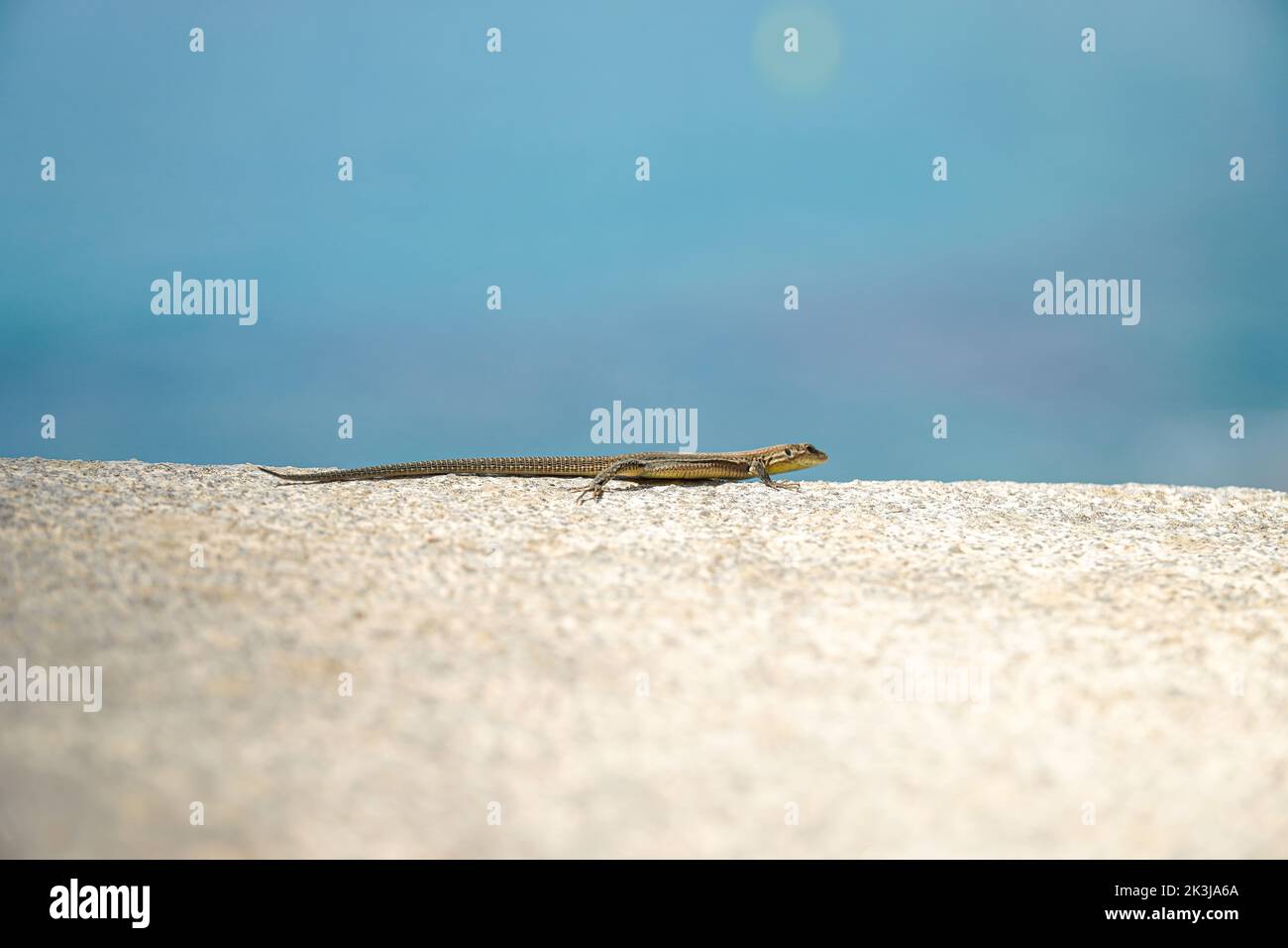 Una lucertola tra terra e cielo. Foto minimalista con tonalità blu Foto Stock