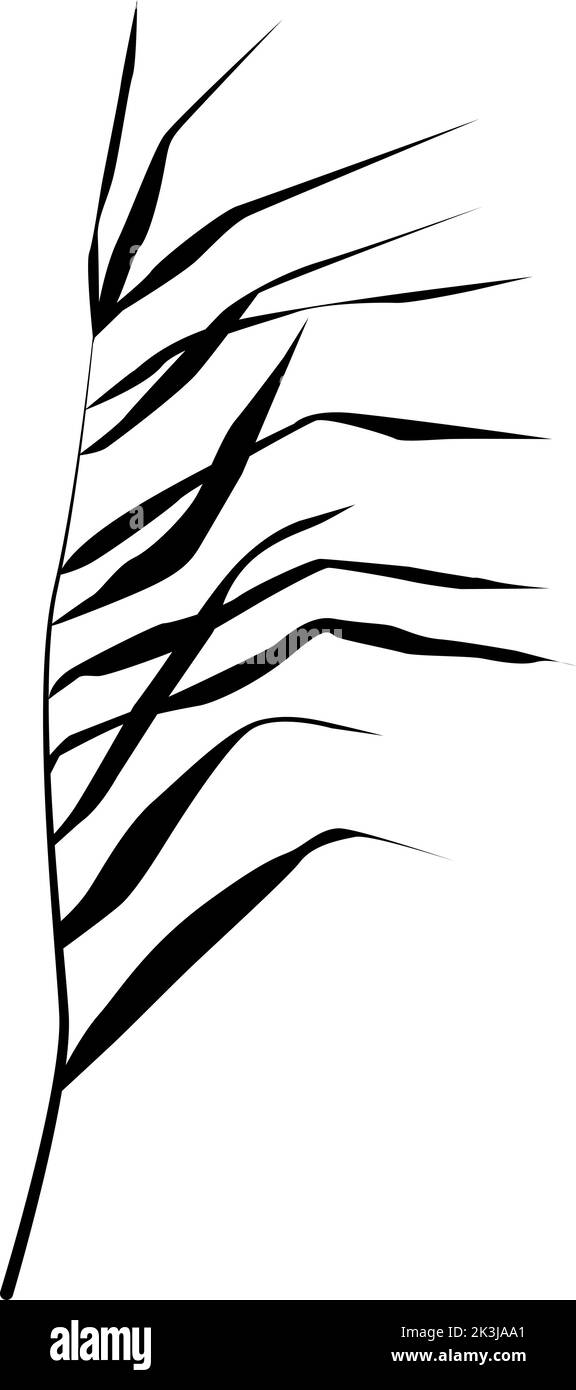 Disegno vettoriale isolato. Immagine di una reed monocromatica o di un bulrush su sfondo bianco. Illustrazione Vettoriale