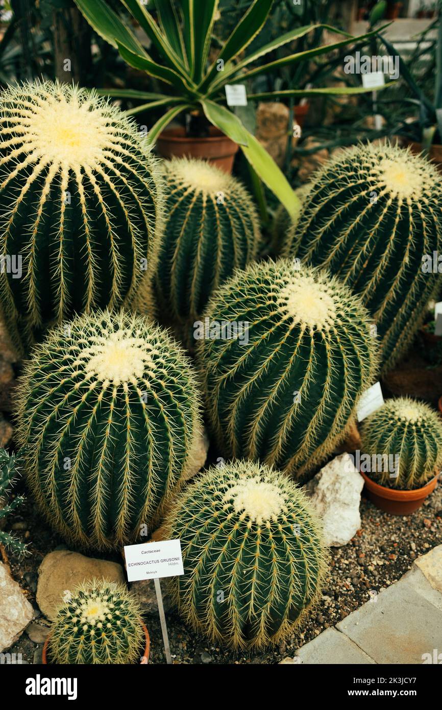 Sfondo texture Cactus. Varietà di alberi di cactus giardino in serra. Piccole piante decorative di cactus. Cactus sfondo verde interno. Foto Stock
