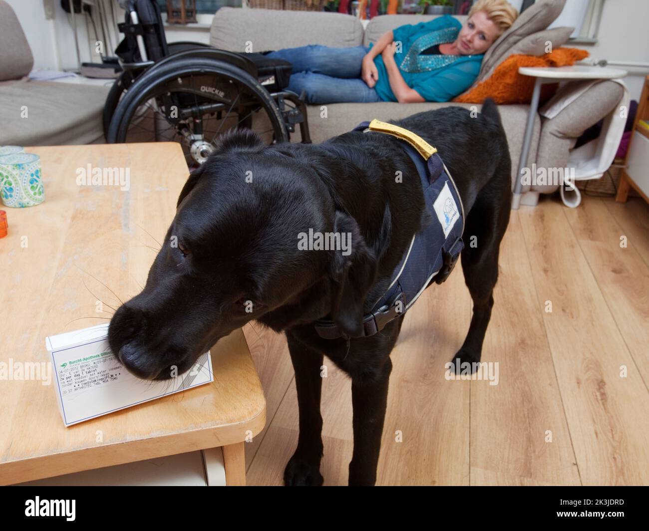 Paesi Bassi - il cane di assistenza o il cane di servizio prende la medicina per il paziente di epilessia sdraiato sul lettino Foto Stock