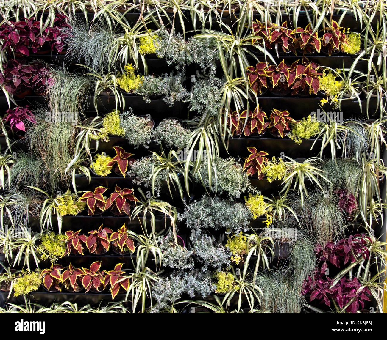 Parete decorativa artificiale da piante e fiori diversi, sfondo. All'aperto Foto Stock