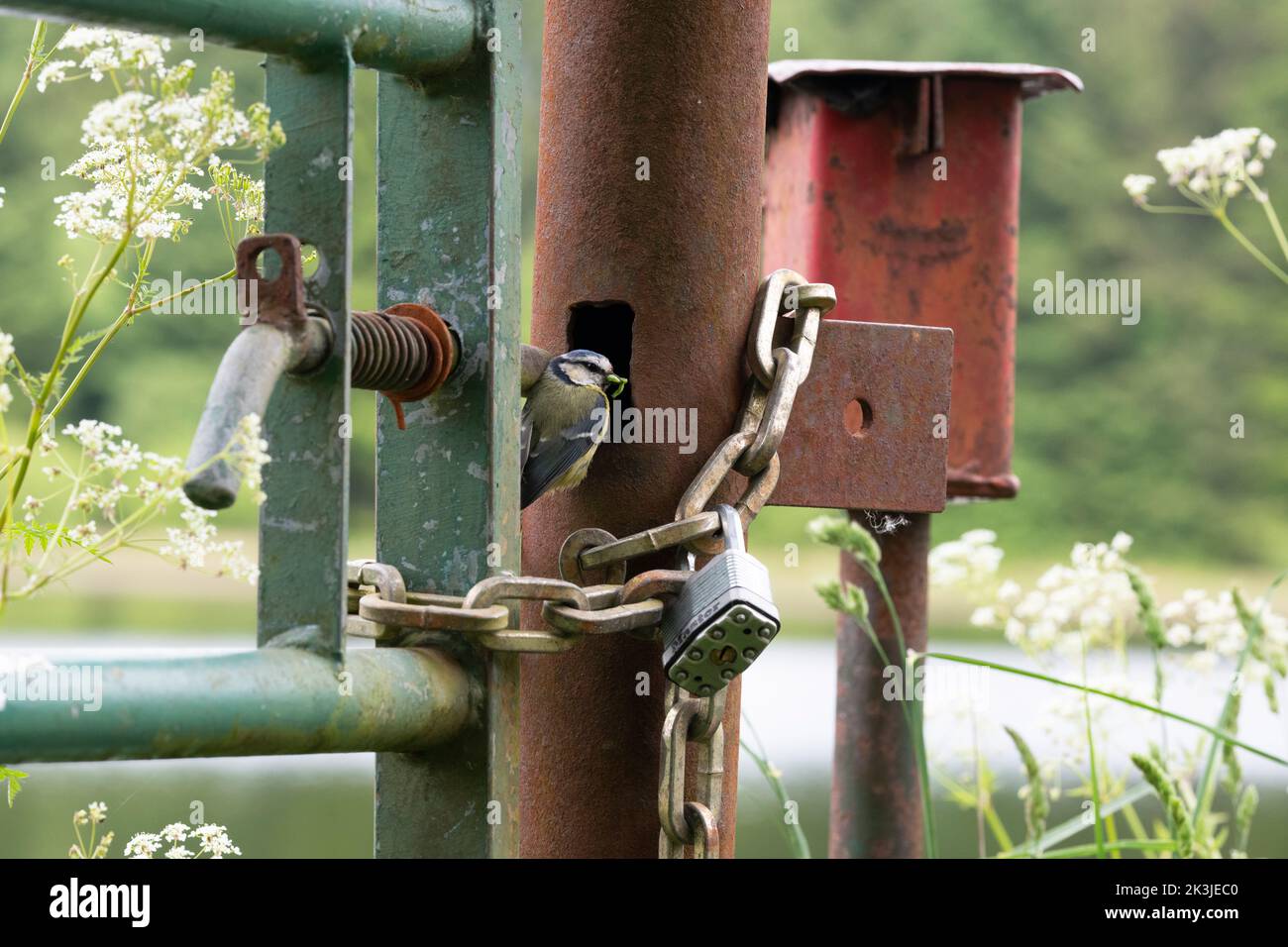 Parus caeruleus. Tit blu che prende il cibo nel suo nido in un palo di metallo cancello. Dumfries e Galloway, Scozia Foto Stock