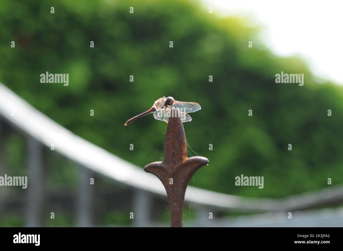 Macrofotografia Dragonfly su un obelisco arrugginito. Primo piano dettagliato. Sorpasso sull'oggetto al sole. Foto Stock