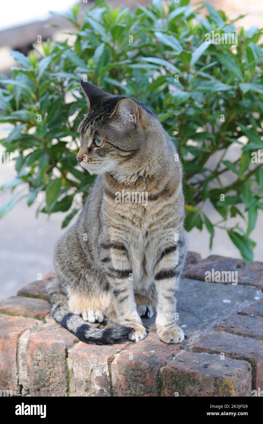 Tabby Cat primo piano patio estivo Tabby Kittens primo piano. Foto Stock