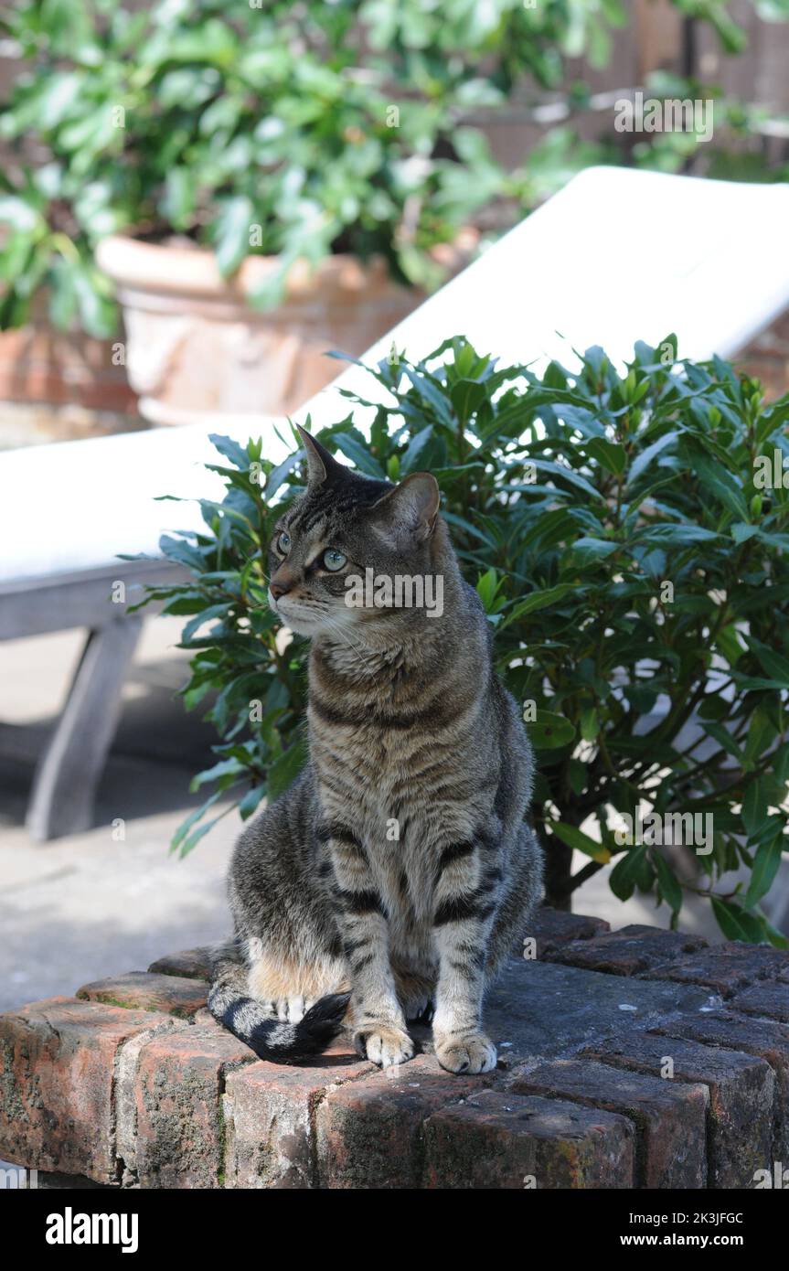 Tabby Cat primo piano patio estivo Tabby Kittens primo piano. Foto Stock