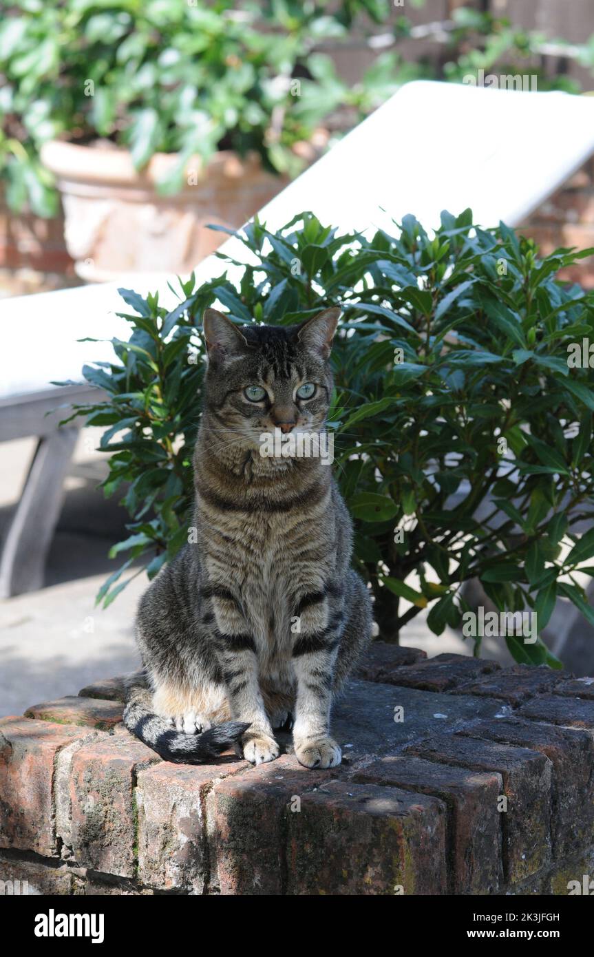 Tabby Cat primo piano patio estivo Tabby Kittens primo piano. Foto Stock