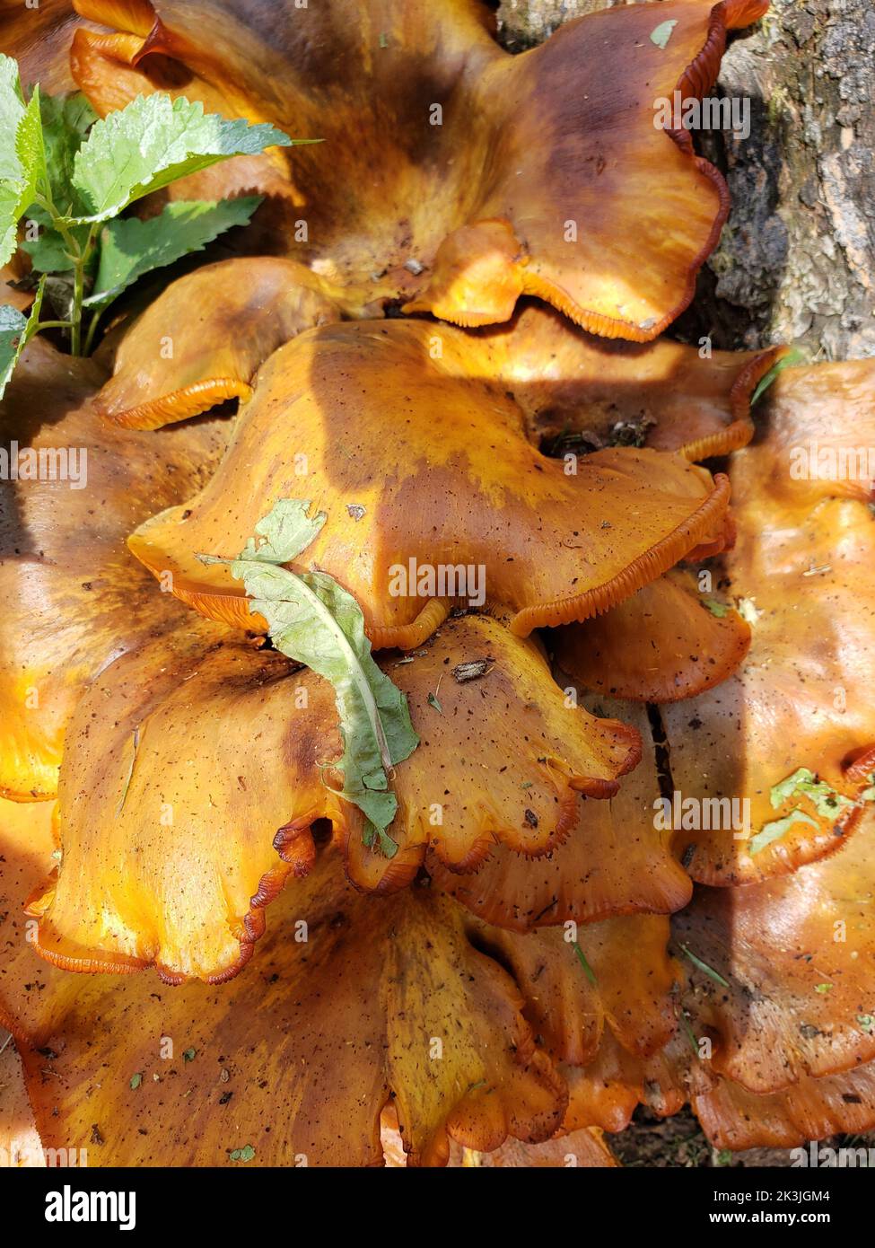 Funghi arancioni che crescono su un ceppo Foto Stock