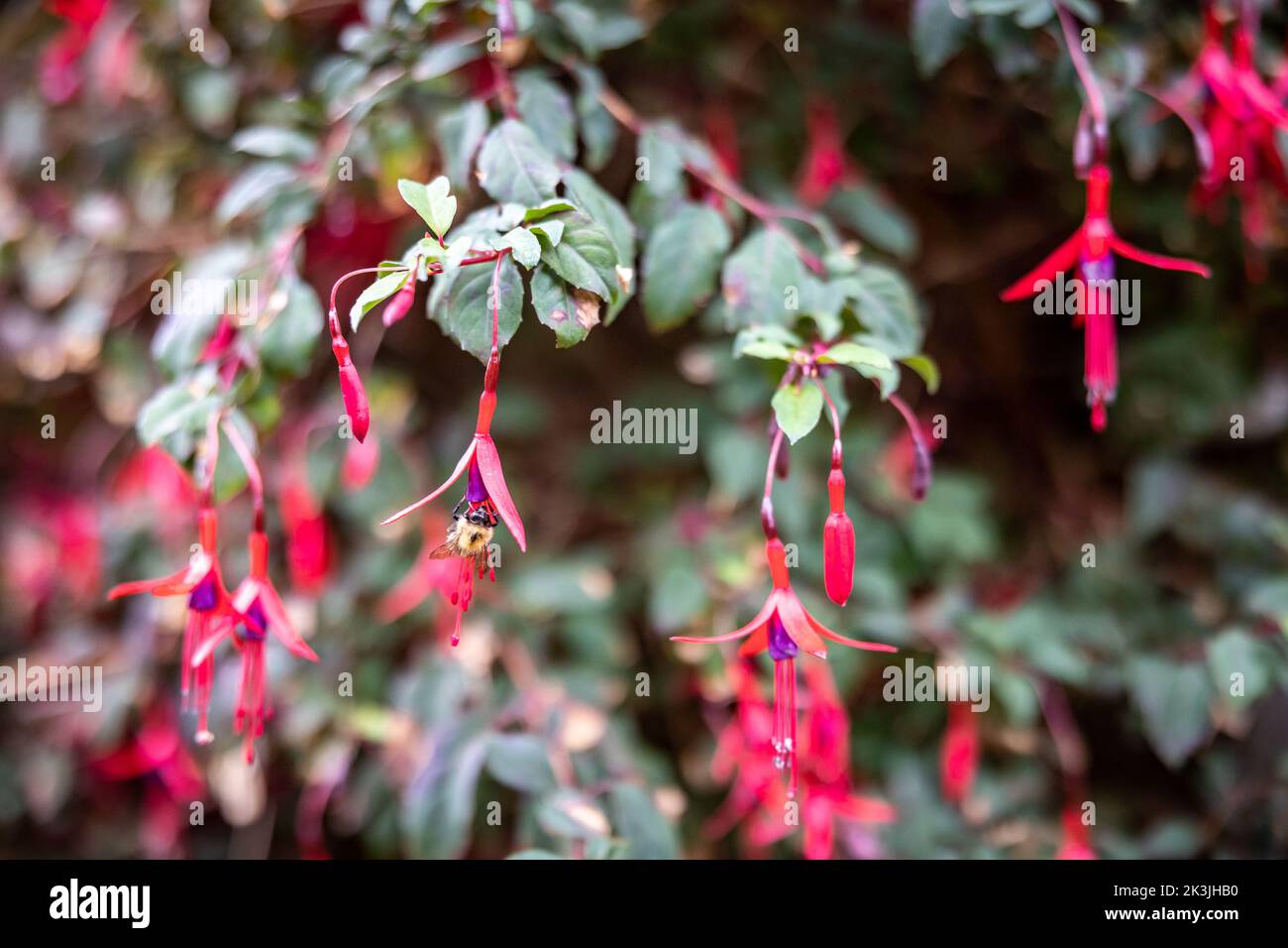Ape impollinates fuchsias in giardino inglese Foto Stock
