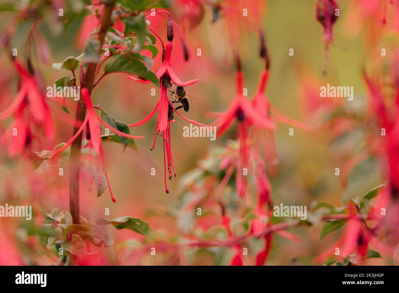 Ape impollinates fuchsias in giardino inglese Foto Stock