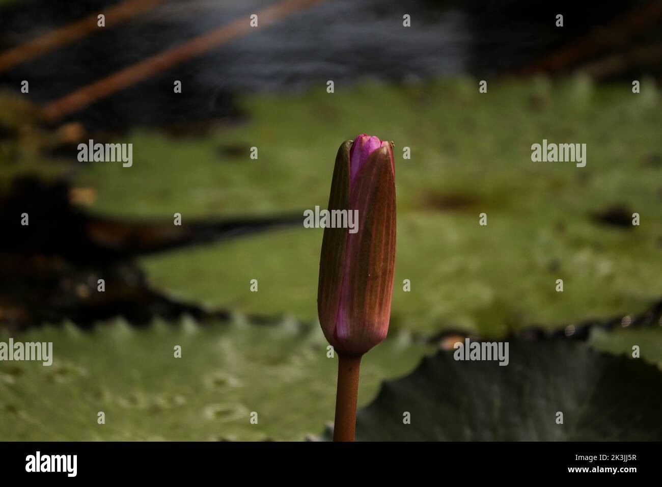 Un primo piano di un bocciolo di loto Foto Stock