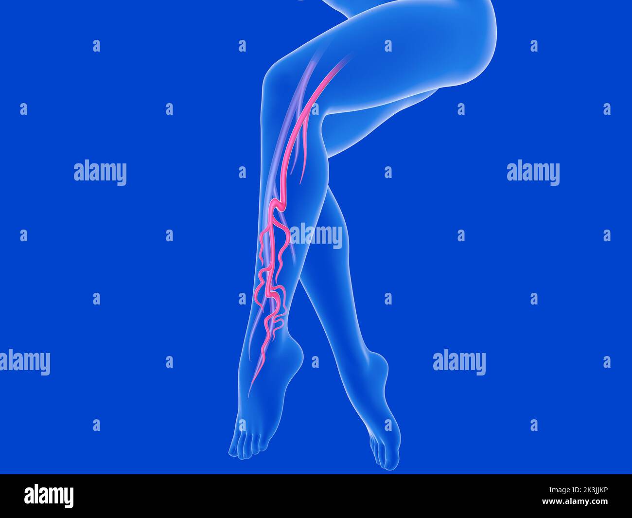 Illustrazione anatomica trasparente 3D delle gambe femminili. Visualizzazione del sistema venoso con vene e arterie varicose. Foto Stock