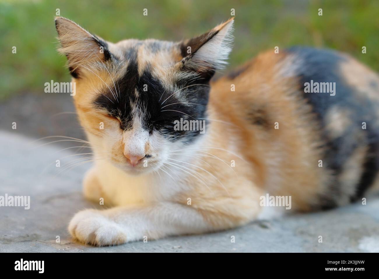 Gatto - gatto carino. Gatto addormentato visto dalla parte anteriore Foto Stock