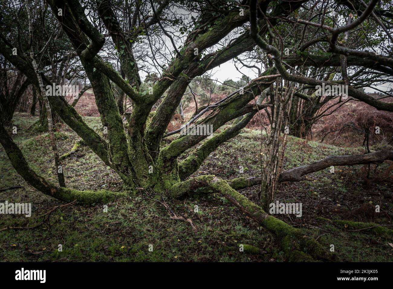 Un muschio gnarled copriva l'albero in una piccola cossa di alberi gnarled attorcigliati su Goonzion Downs su Bodmin Moor in Cornovaglia. Foto Stock