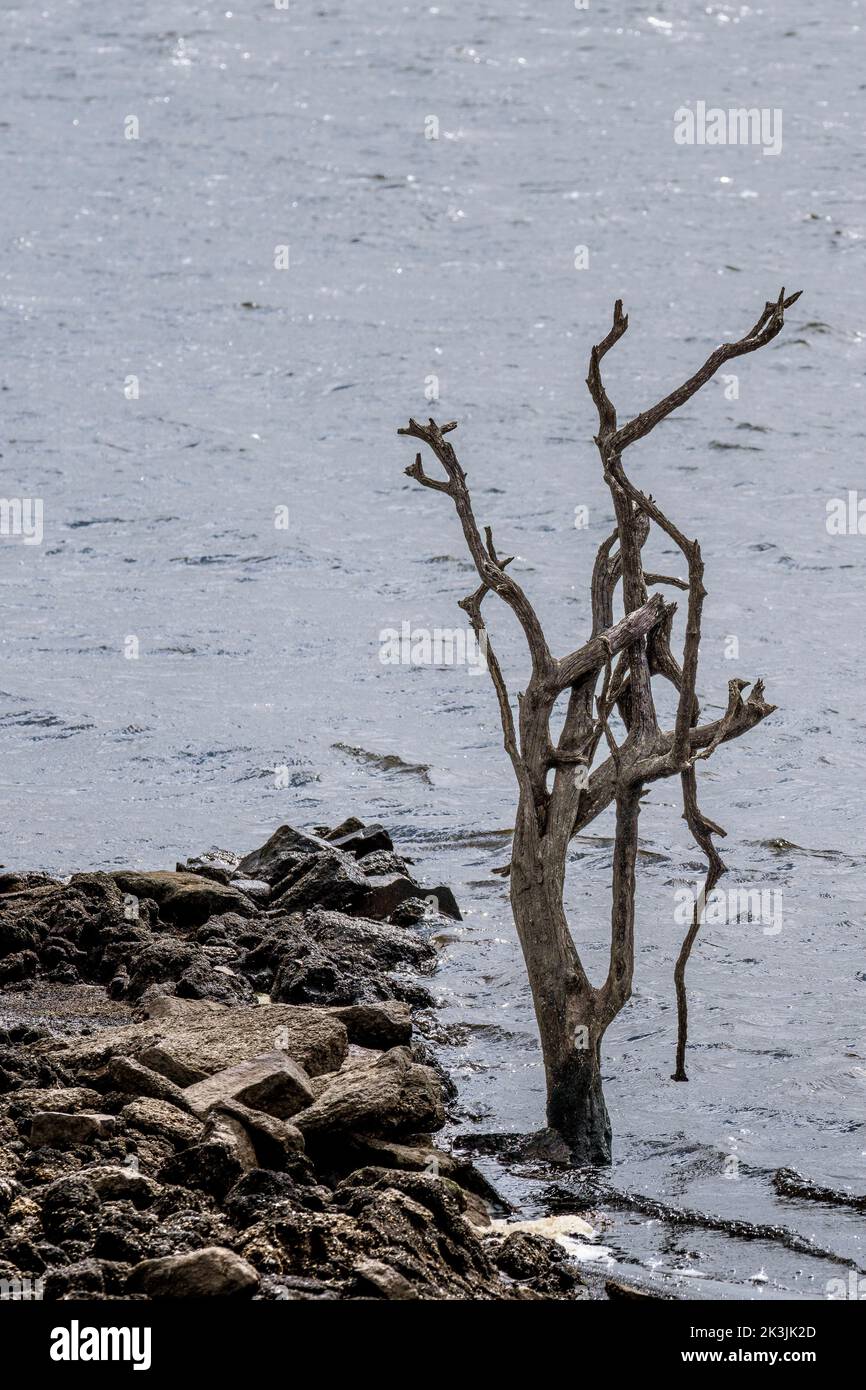 I resti di un albero morto esposti dal calo dei livelli di acqua causato da condizioni di siccità gravi al lago Colliford Reservoir su Bodmin Moor in Cornovaglia Foto Stock