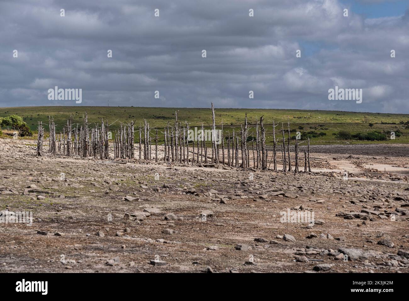 I resti di una cimosa di alberi morti esposti dalla caduta dei livelli di acqua causata da condizioni di siccità gravi al lago Colliford Reservoir su Bodmin Moor in Foto Stock