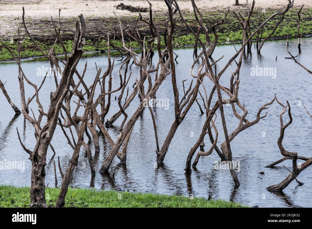 I resti di alberi morti scheletrici dentro e intorno a un piccolo stagno artificiale ora esposto a gravi condizioni di siccità presso il lago Colliford Reservoir a Bodmin Foto Stock