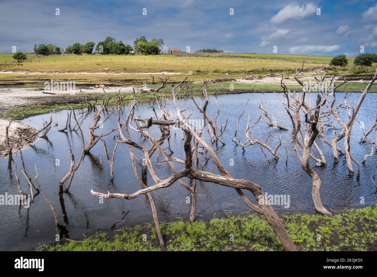 I resti di alberi morti scheletrici dentro e intorno a un piccolo stagno artificiale ora esposto a gravi condizioni di siccità presso il lago Colliford Reservoir a Bodmin Foto Stock