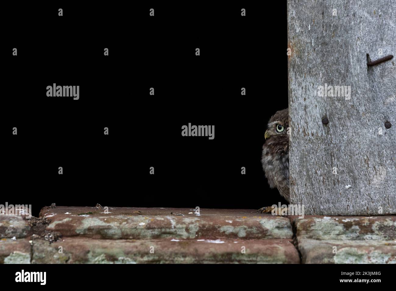 Little OWL (Athene noctua), controllata, Cumbria, UK Foto Stock